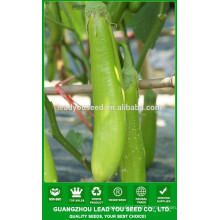 NE05 Hanjian hybrid best eggpalnt seeds manufaturer